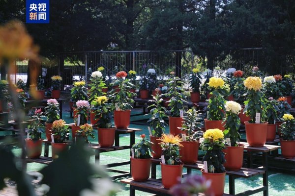 鹏配资 游园活动“花”样上新 假期到北京来场不一样的深度游